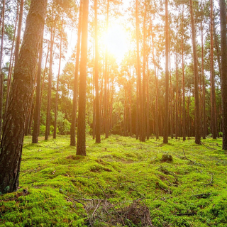 Restore Overall Wellness