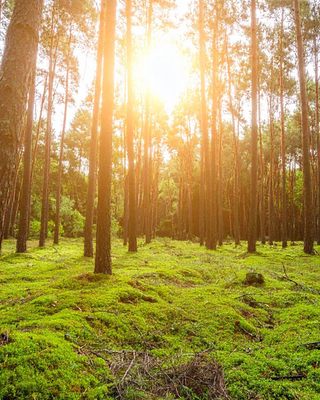 Restore Overall Wellness
